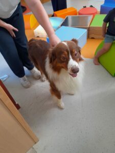 Chien perdu